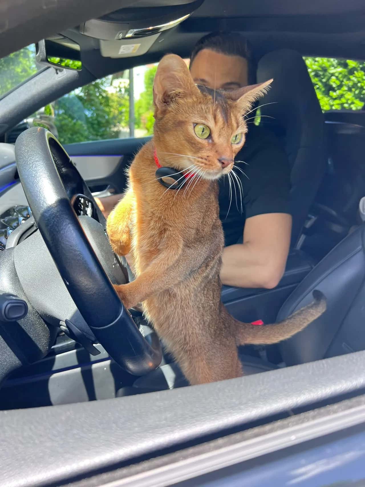 Fahrstunden mit Pickup-Service in Bülach – liketodrive Katze mit Pfoten am Lenkrad eines Mercedes A-Klasse – liketodrive Fahrschule mit Pickup-Service in Bülach und Umgebung